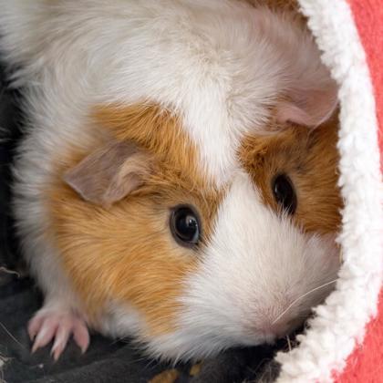 Marshmallow (bonded w/ Brownie), a Adoptable mixed breed in Voorhees, NJ image 2/3