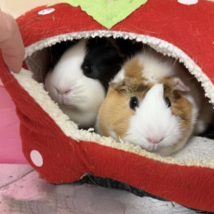 Marshmallow (bonded w/ Brownie), a Adoptable mixed breed in Voorhees, NJ image 3/3