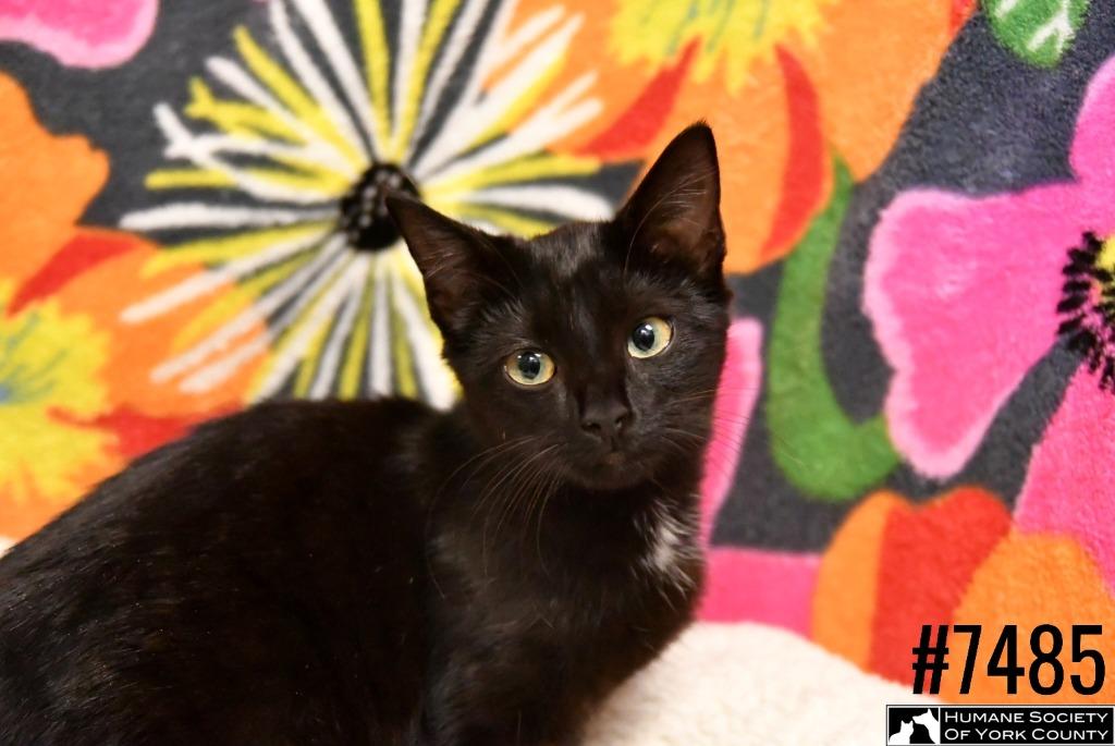 Shimmer, a Adoptable mixed breed in Fort Mill, SC image 2/6