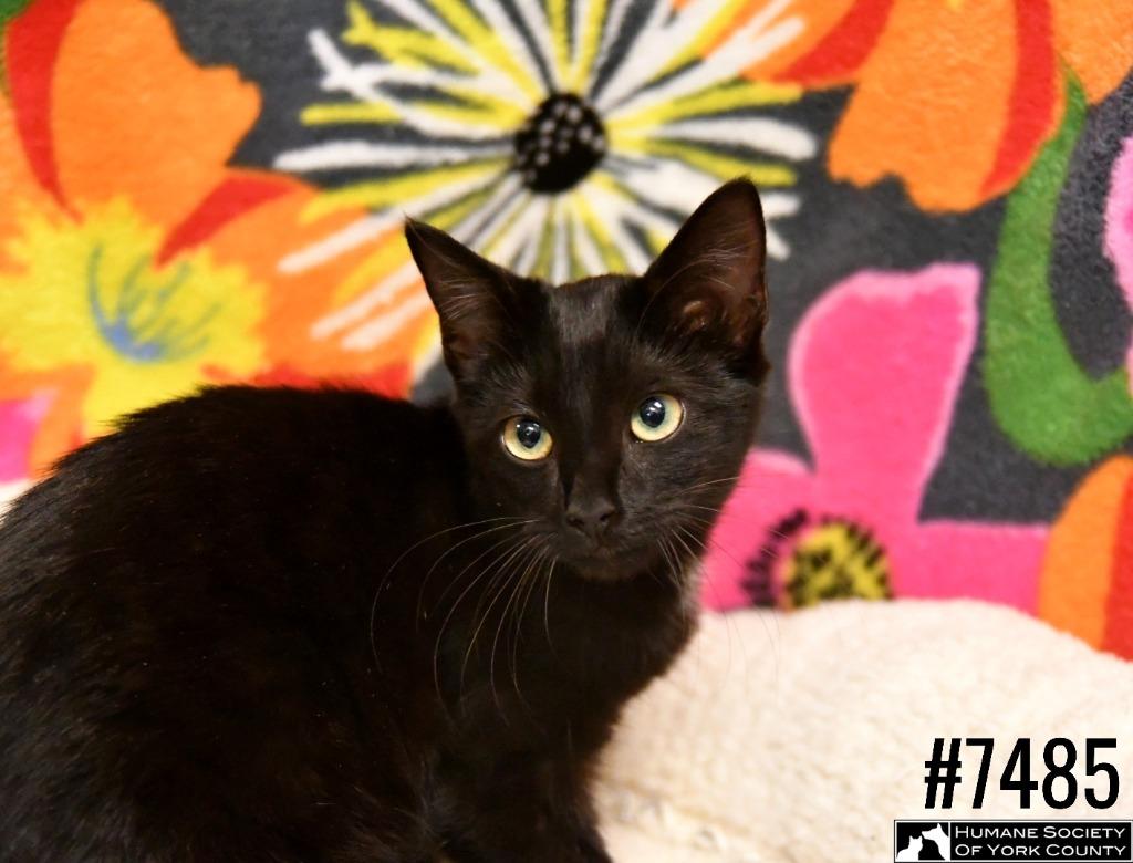 Shimmer, a Adoptable mixed breed in Fort Mill, SC image 2/6