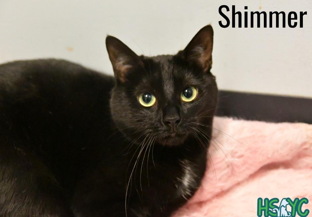 Shimmer, a Adoptable mixed breed in Fort Mill, SC image 3/6