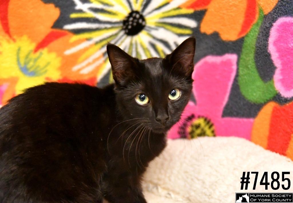 Shimmer, a Adoptable mixed breed in Fort Mill, SC image 4/6