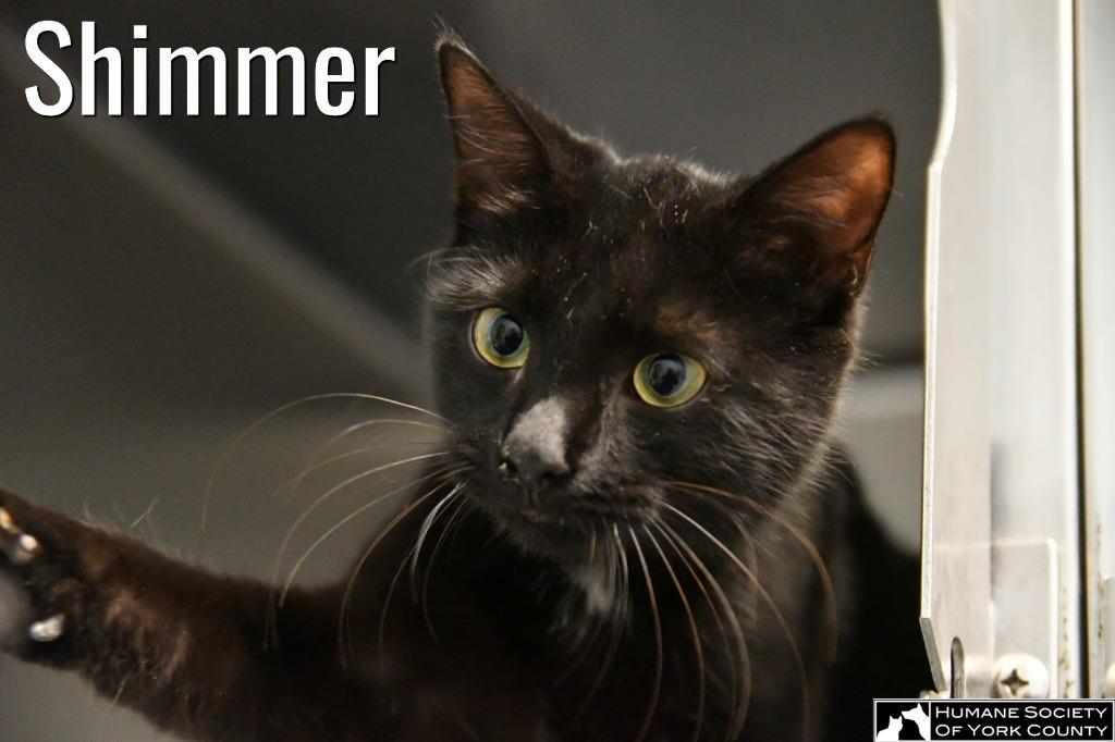 Shimmer, a Adoptable mixed breed in Fort Mill, SC image 5/6
