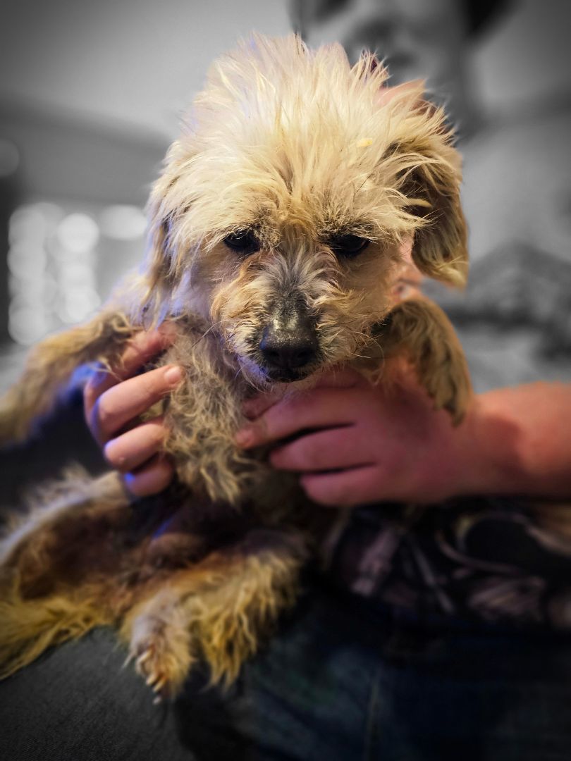 Frose, an adoptable Terrier Mix in Kermit, TX_image-1