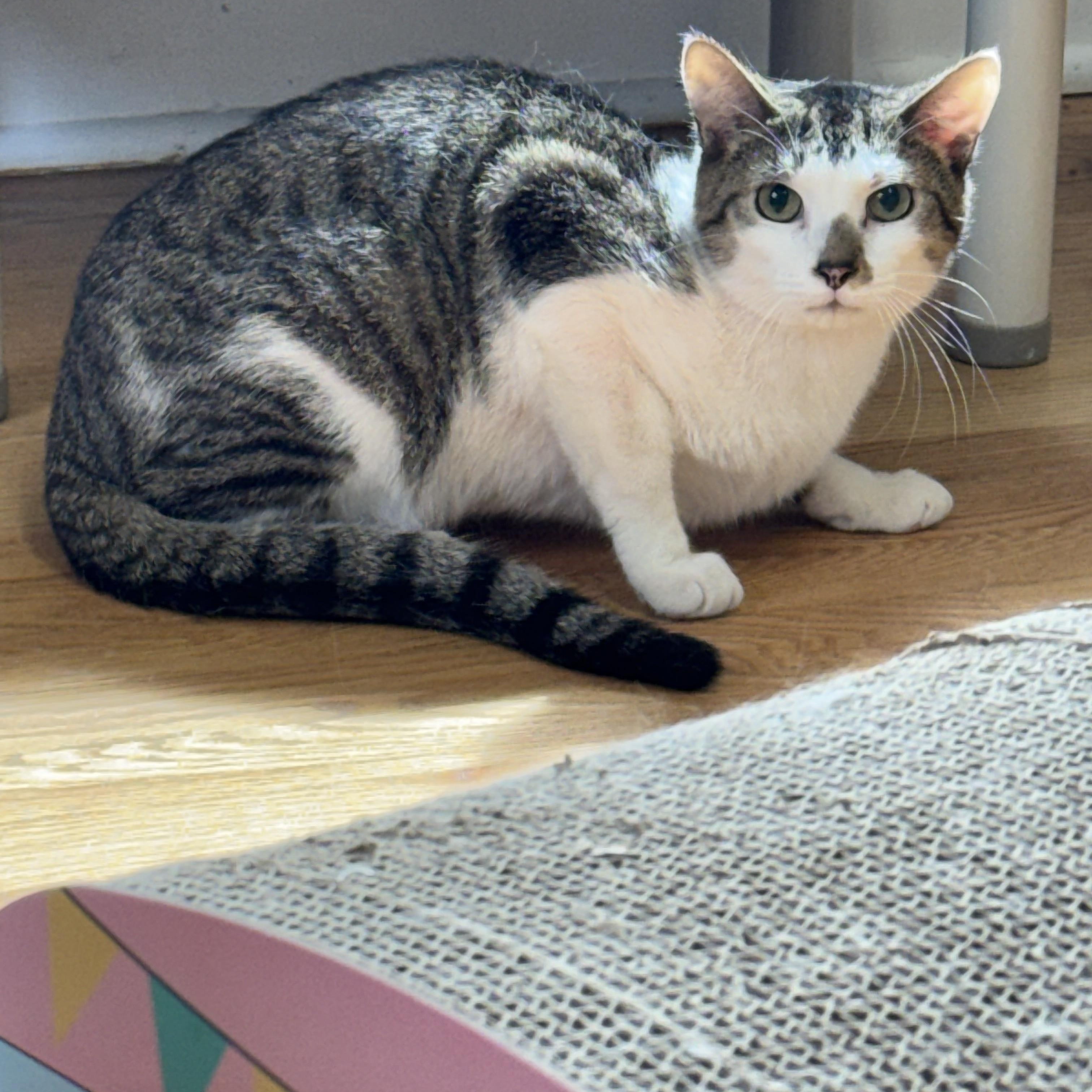 Enlarge Sheila, a ADOPTABLE Domestic Short Hair in Salem, OH image 1/1