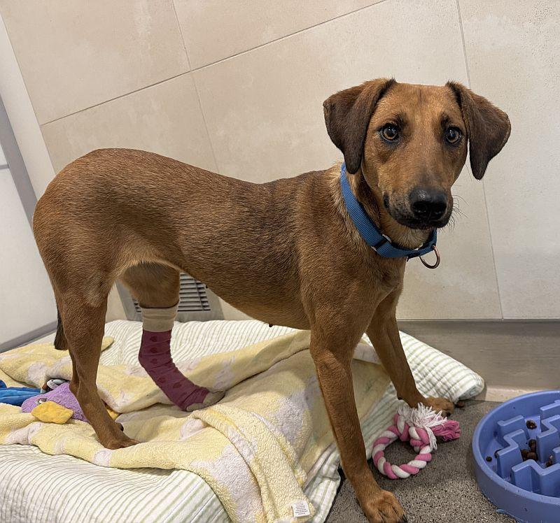 Enlarge Gemma, a Adoptable mixed breed in Berkeley, CA image 2/4
