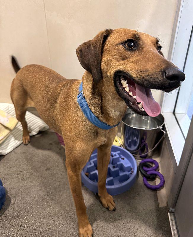 Enlarge Gemma, a Adoptable mixed breed in Berkeley, CA image 3/4