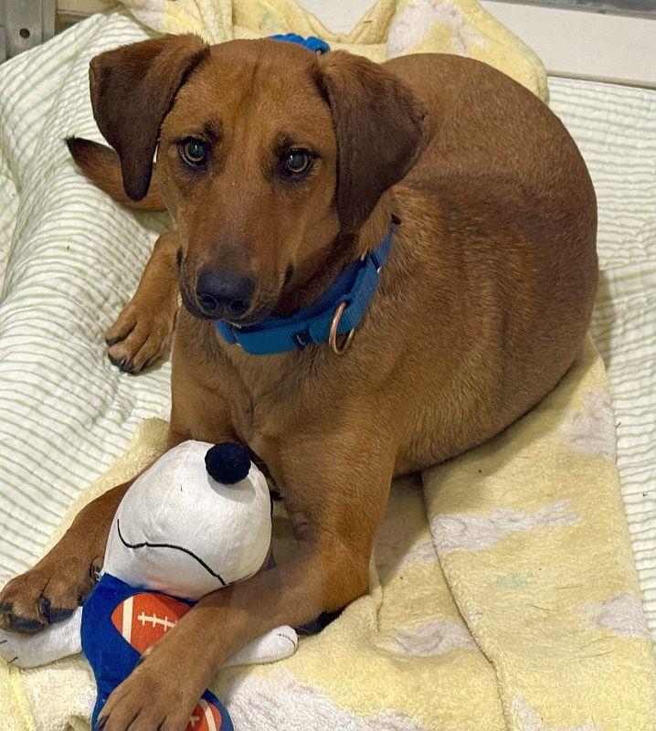Gemma, Adoptable, Young Female Black Mouth Cur & Greyhound.