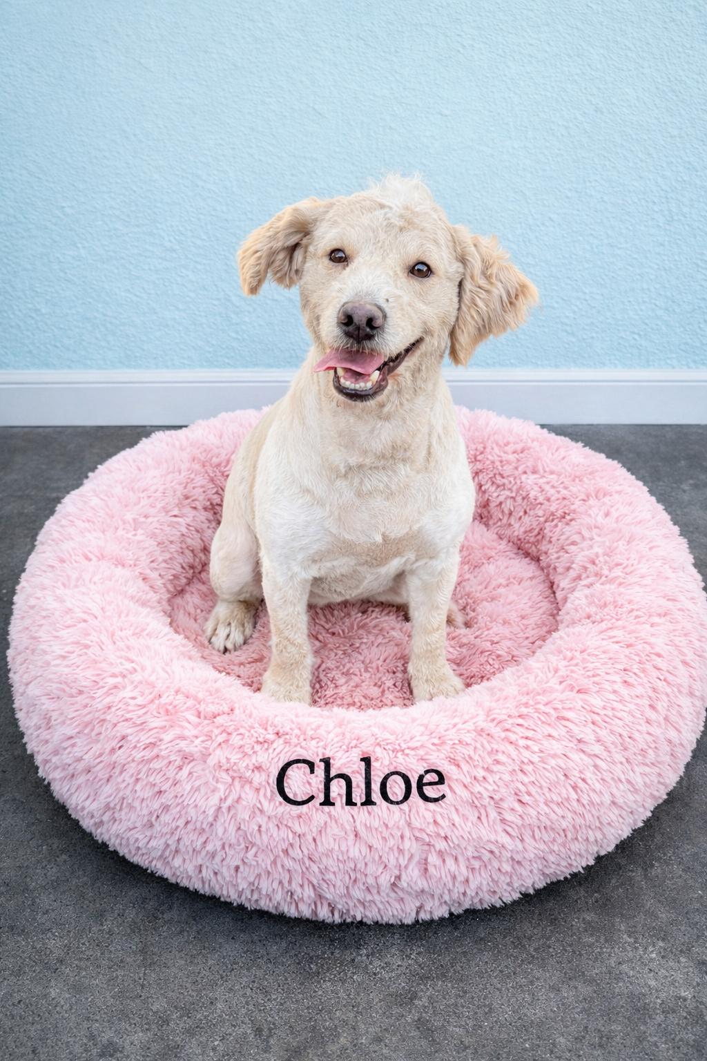 Enlarge Chloe, an adopted Goldendoodle in Momence, IL image 1/1
