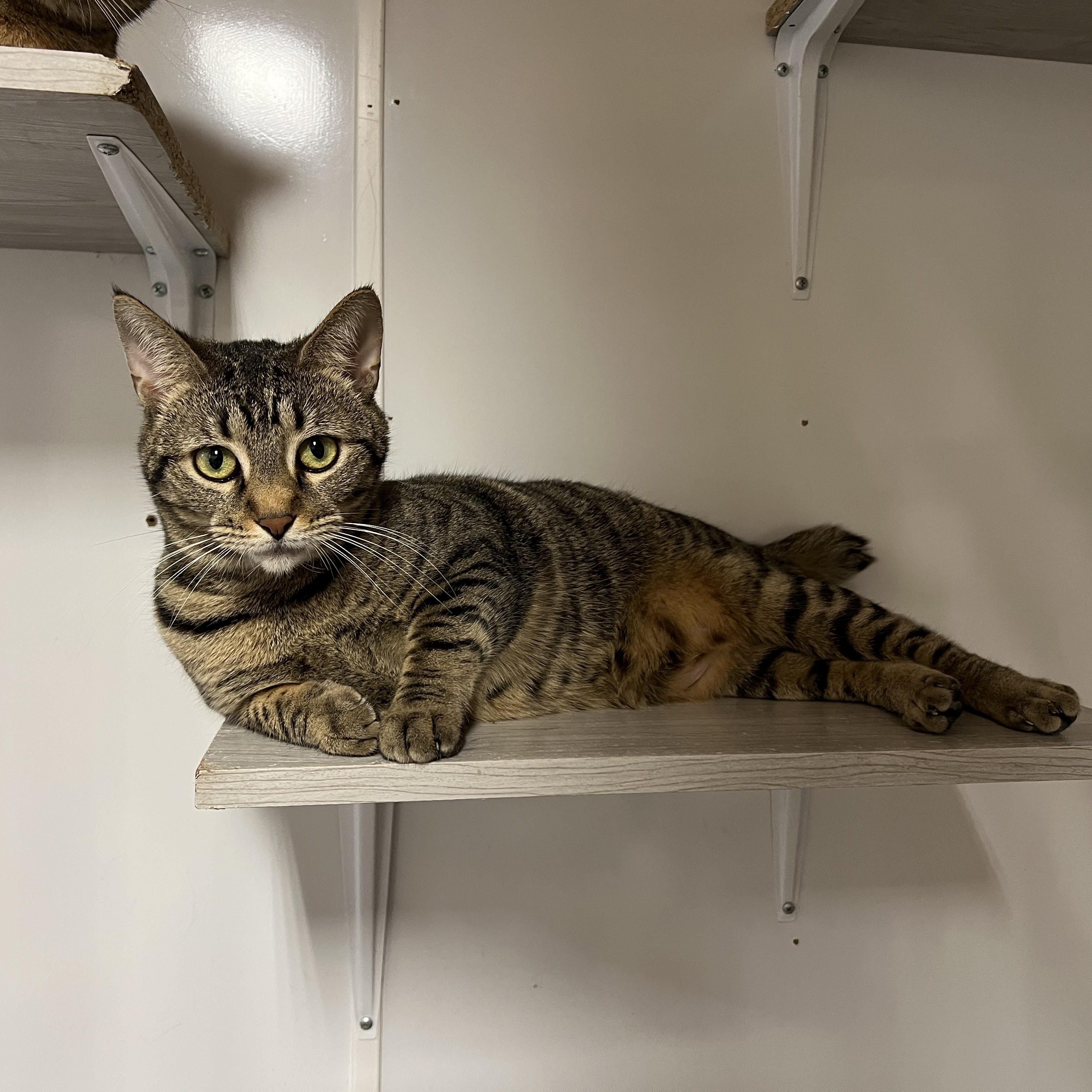 Enlarge Nubins, a Adoptable mixed breed in Knoxville, GA image 2/3