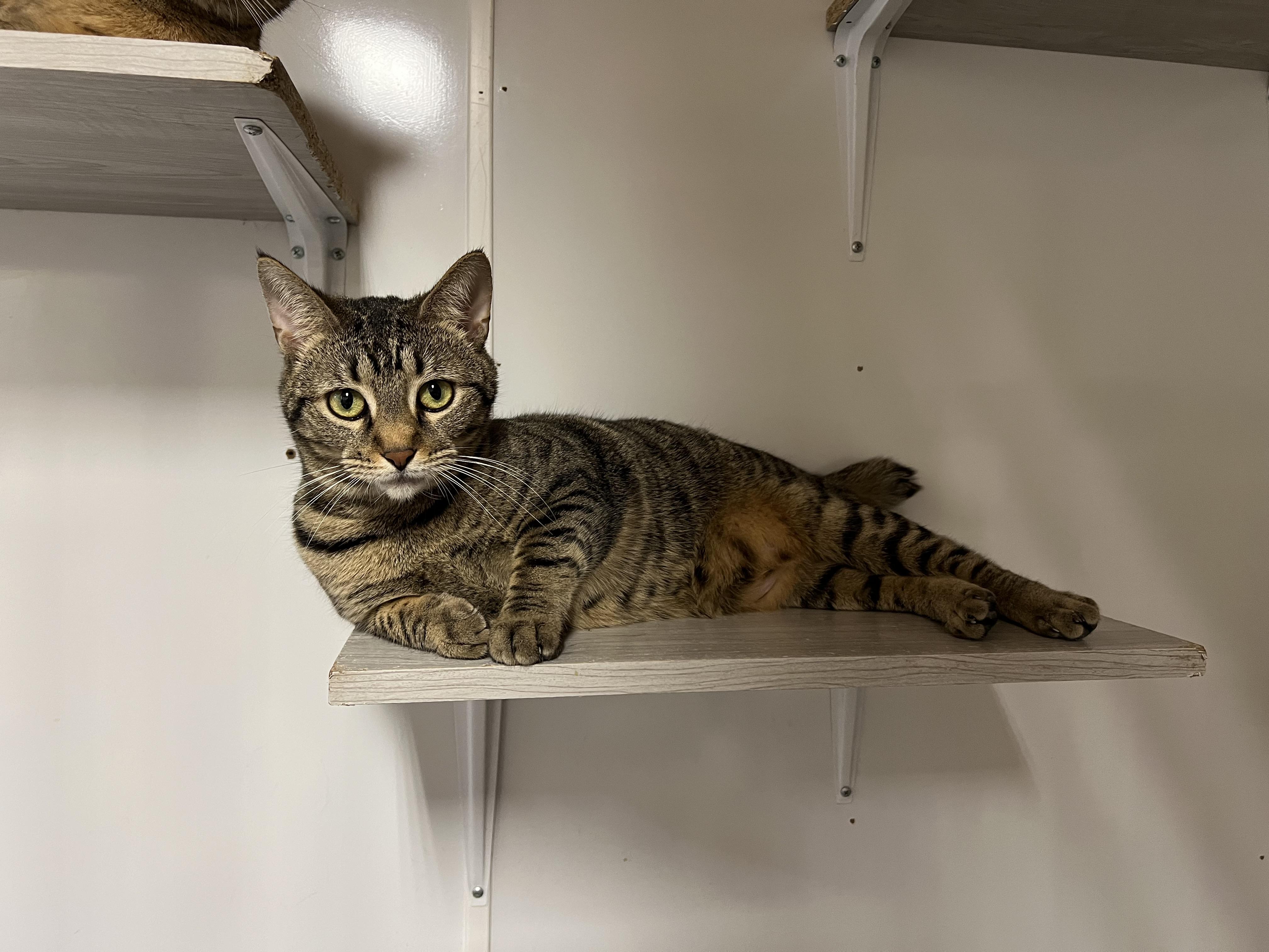 Nubins, a Adoptable Domestic Short Hair in Knoxville, GA image 1/2