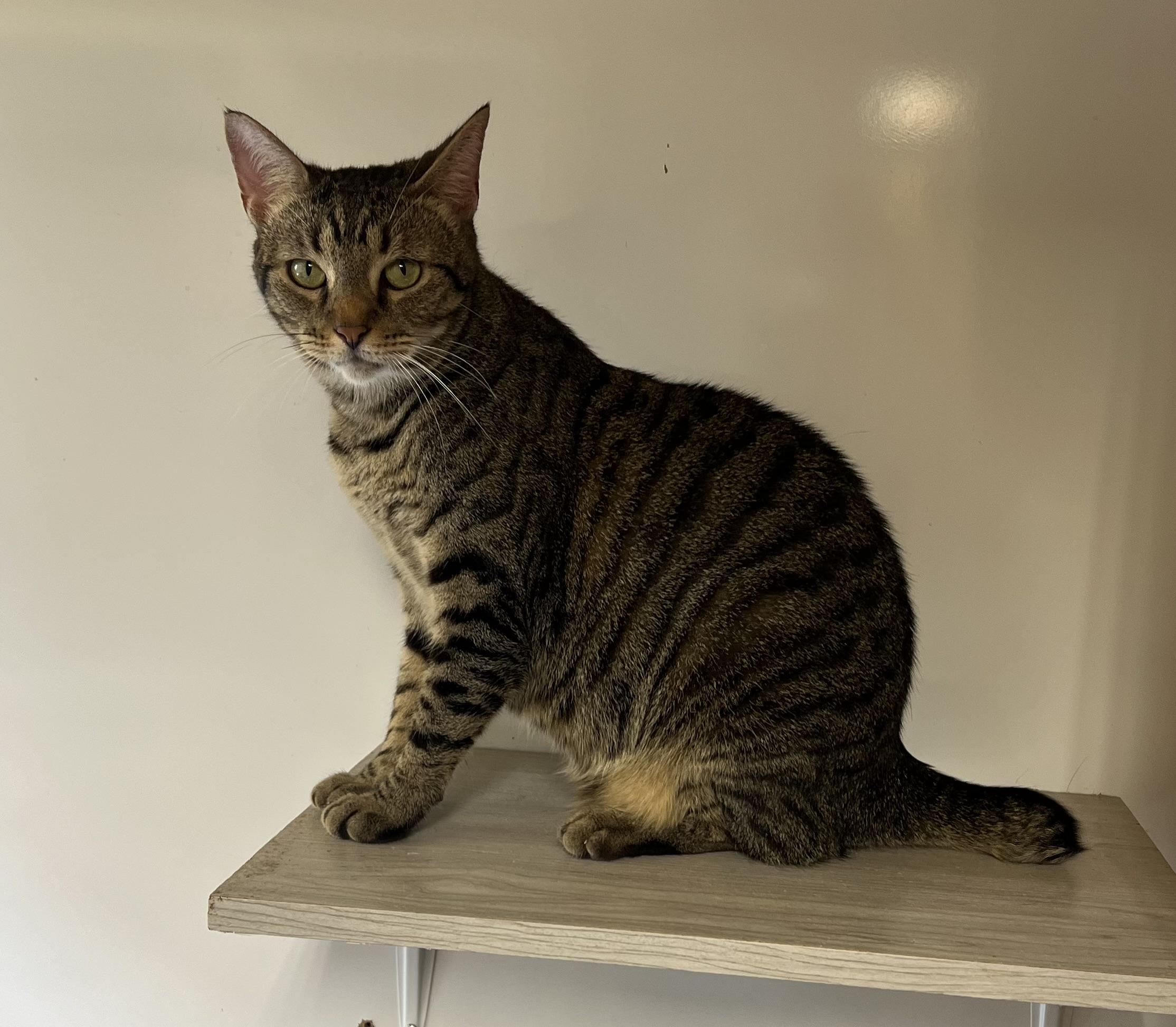 Enlarge Nubins, a Adoptable mixed breed in Knoxville, GA image 4/5