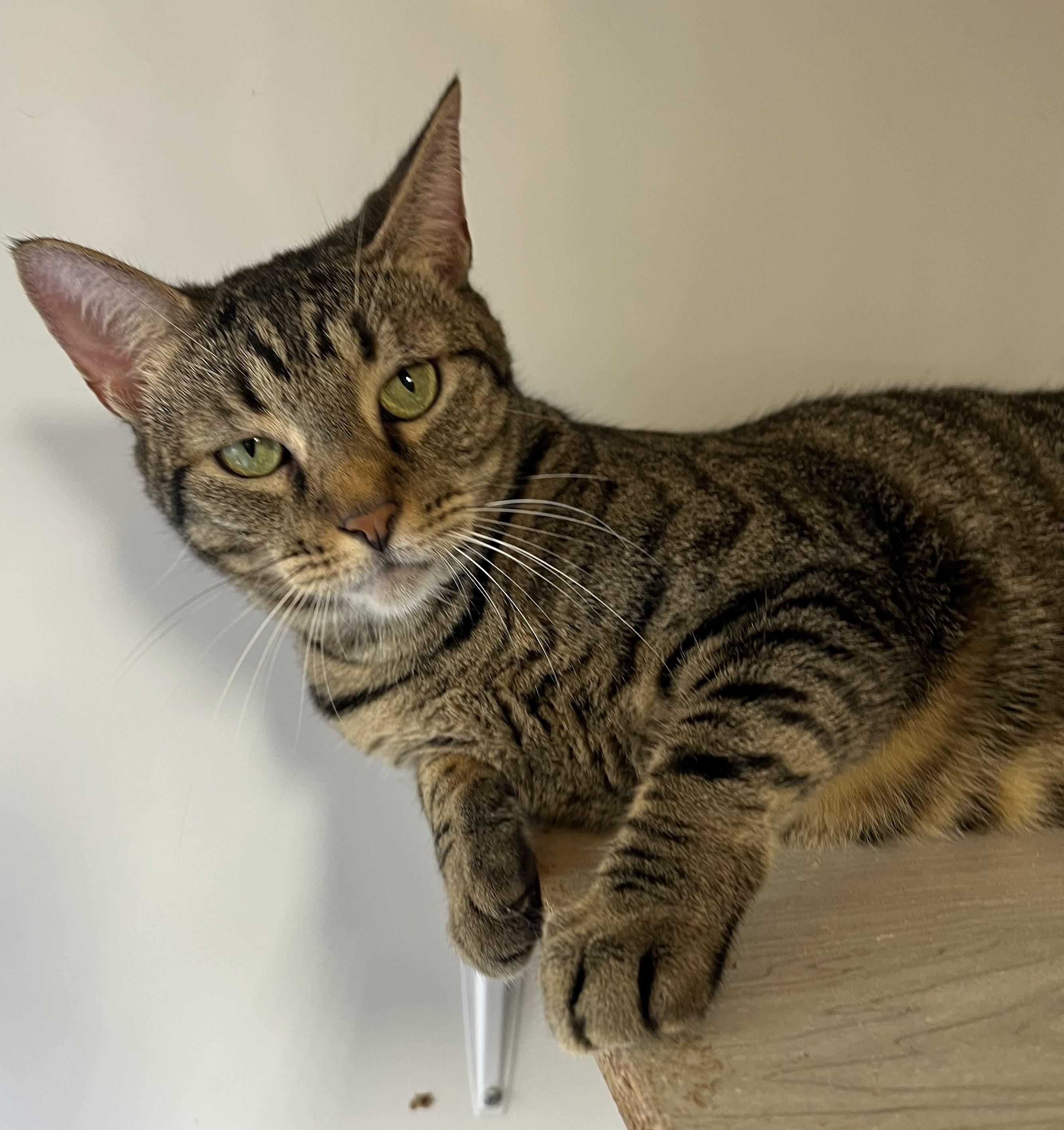 Enlarge Nubins, a Adoptable mixed breed in Knoxville, GA image 5/5