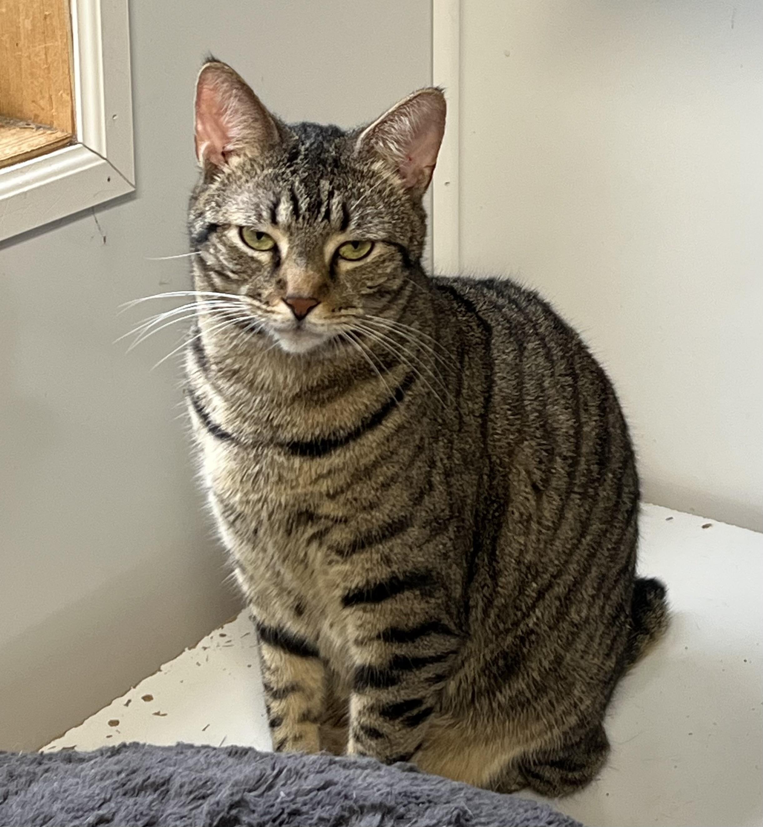 Nubins, a Adoptable Domestic Short Hair in Knoxville, GA image 2/2