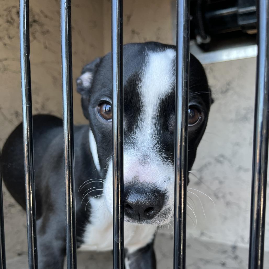 Marley, Adoptable, Puppy Male Border Collie & Mixed Breed.