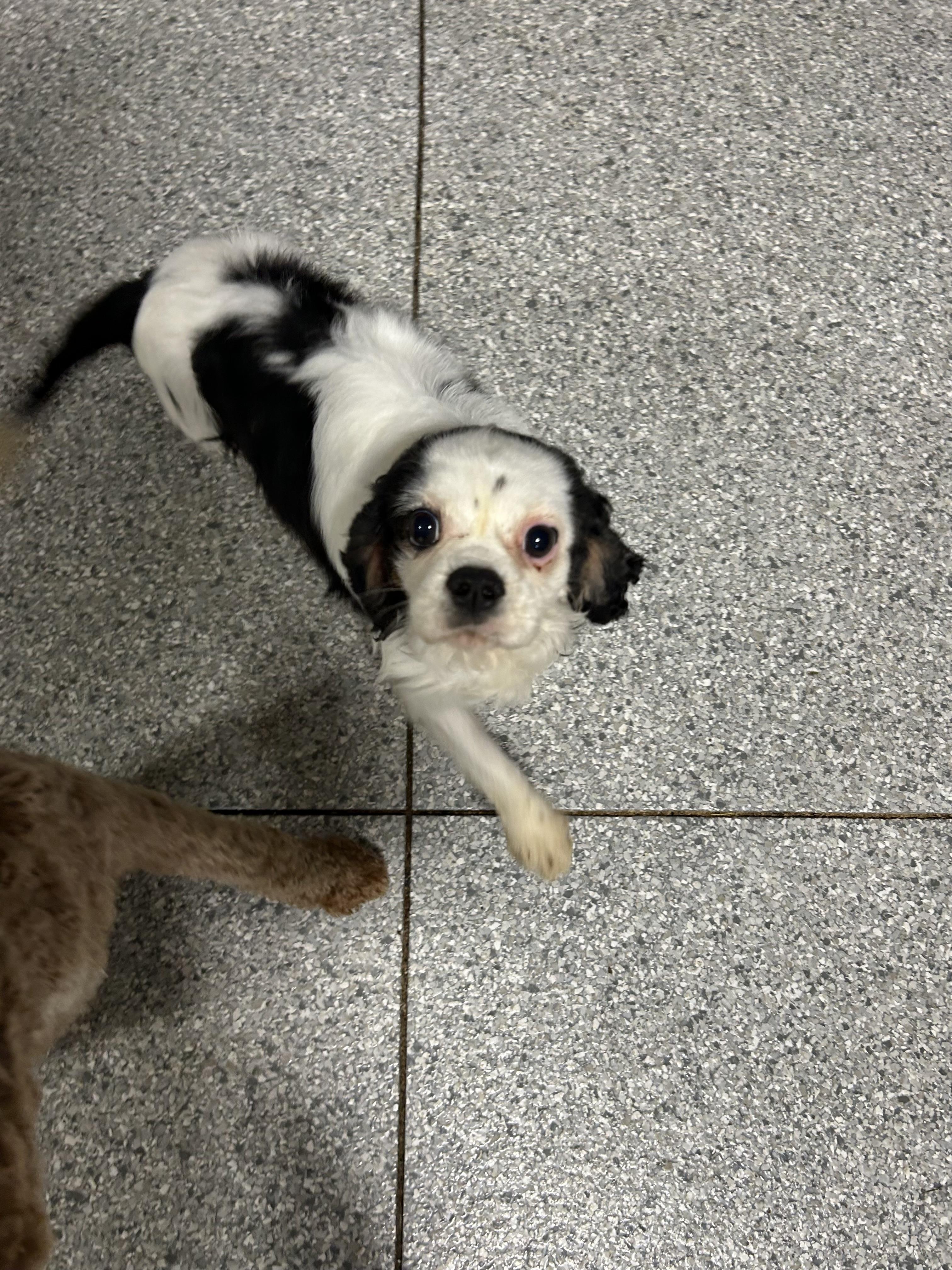 Samantha 12.8 lbs, a Adoptable Cavalier King Charles Spaniel in Maumee , OH image 2/4