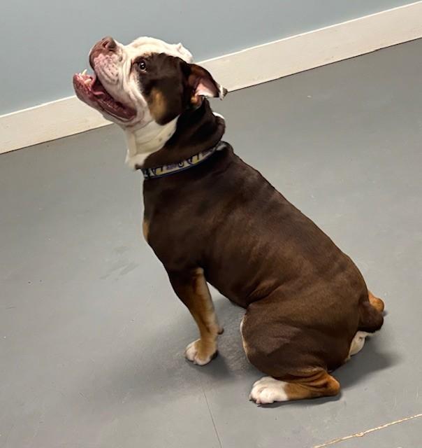 Moose, an adopted English Bulldog in Hawk Point, MO image 2/4