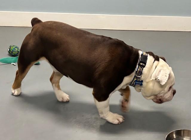 Moose, an adopted English Bulldog in Hawk Point, MO image 3/4