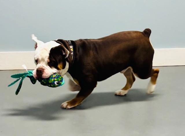 Moose, an adopted English Bulldog in Hawk Point, MO image 1/4
