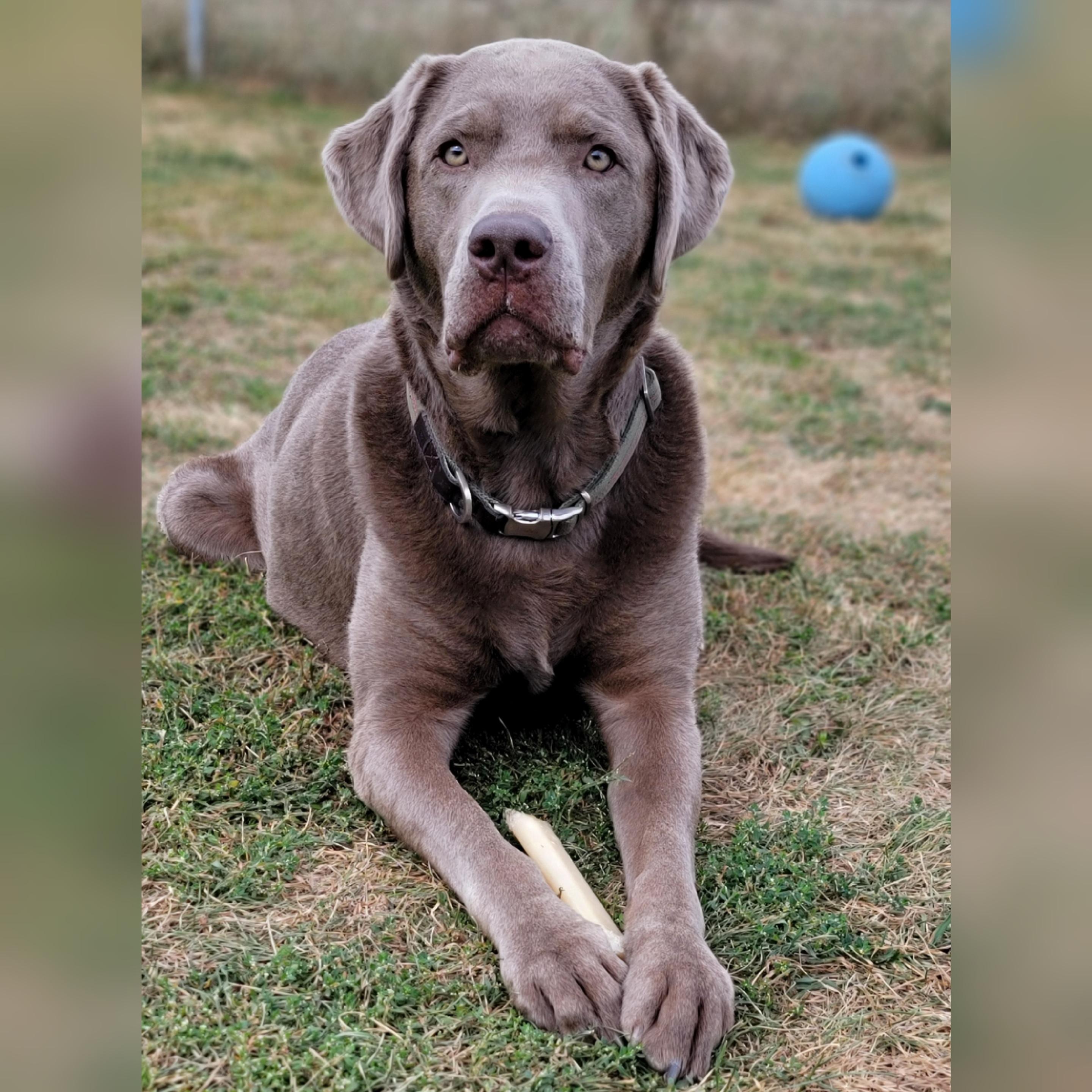 Beasley, an adoptable Labrador Retriever, Weimaraner in Hornell, NY, 14843 | Photo Image 5