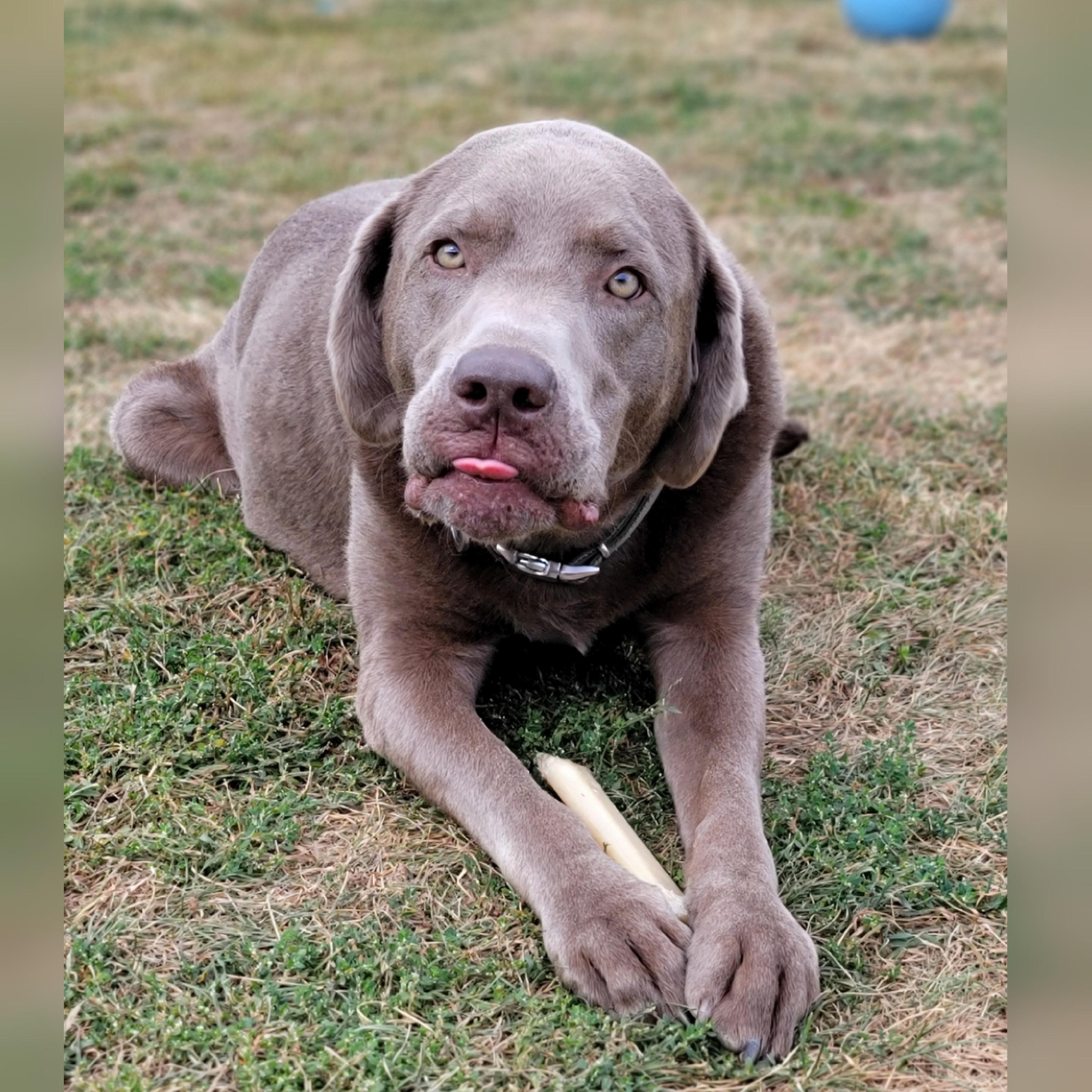 Beasley, an adoptable Labrador Retriever, Weimaraner in Hornell, NY, 14843 | Photo Image 4