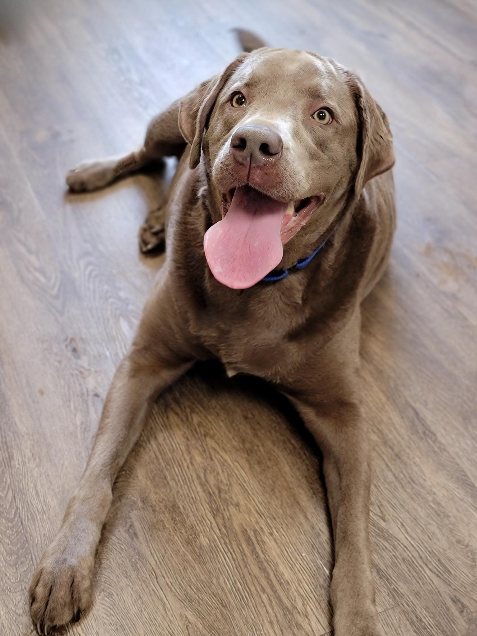 Beasley, Adult Male Labrador Retriever