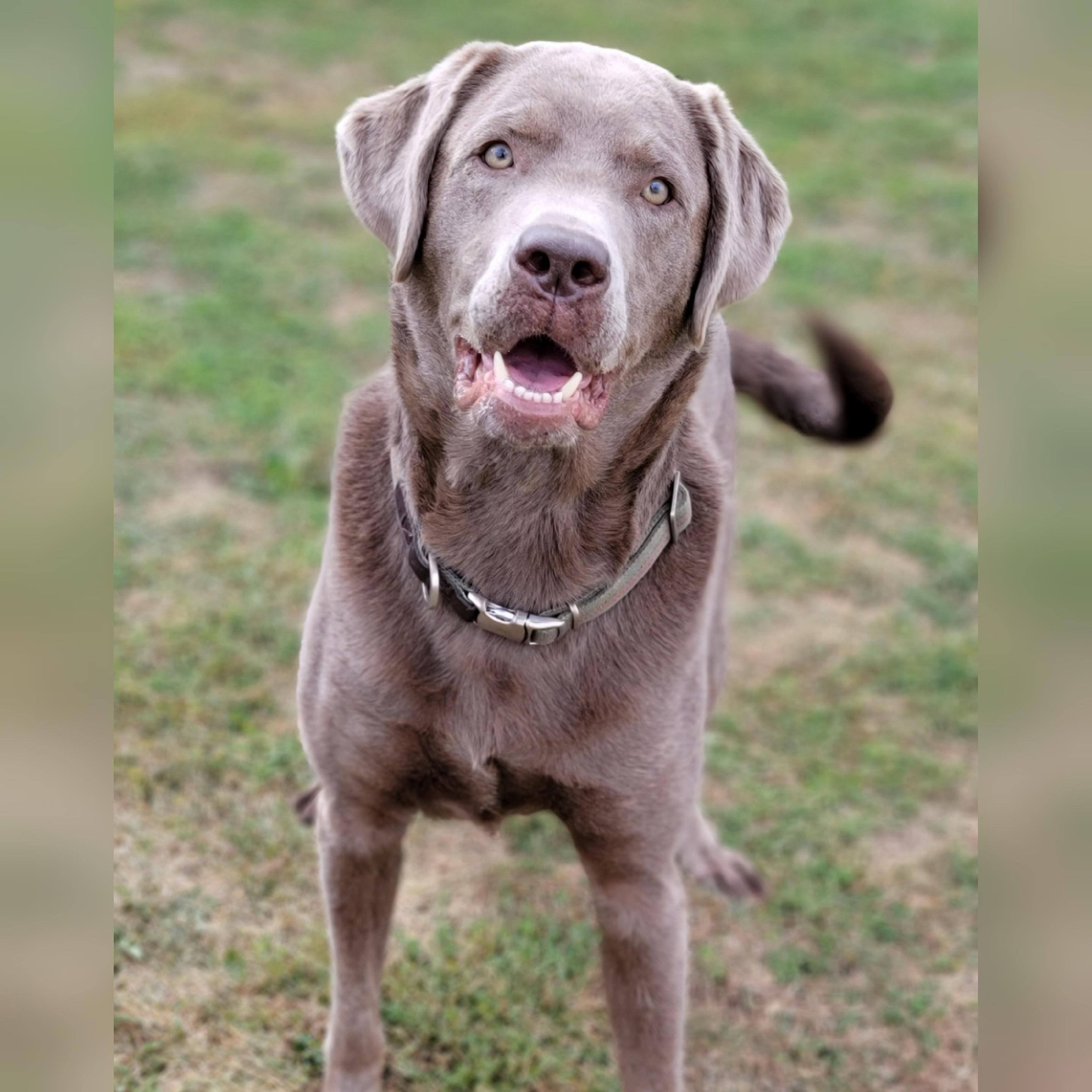 Beasley, an adoptable Labrador Retriever, Weimaraner in Hornell, NY, 14843 | Photo Image 1