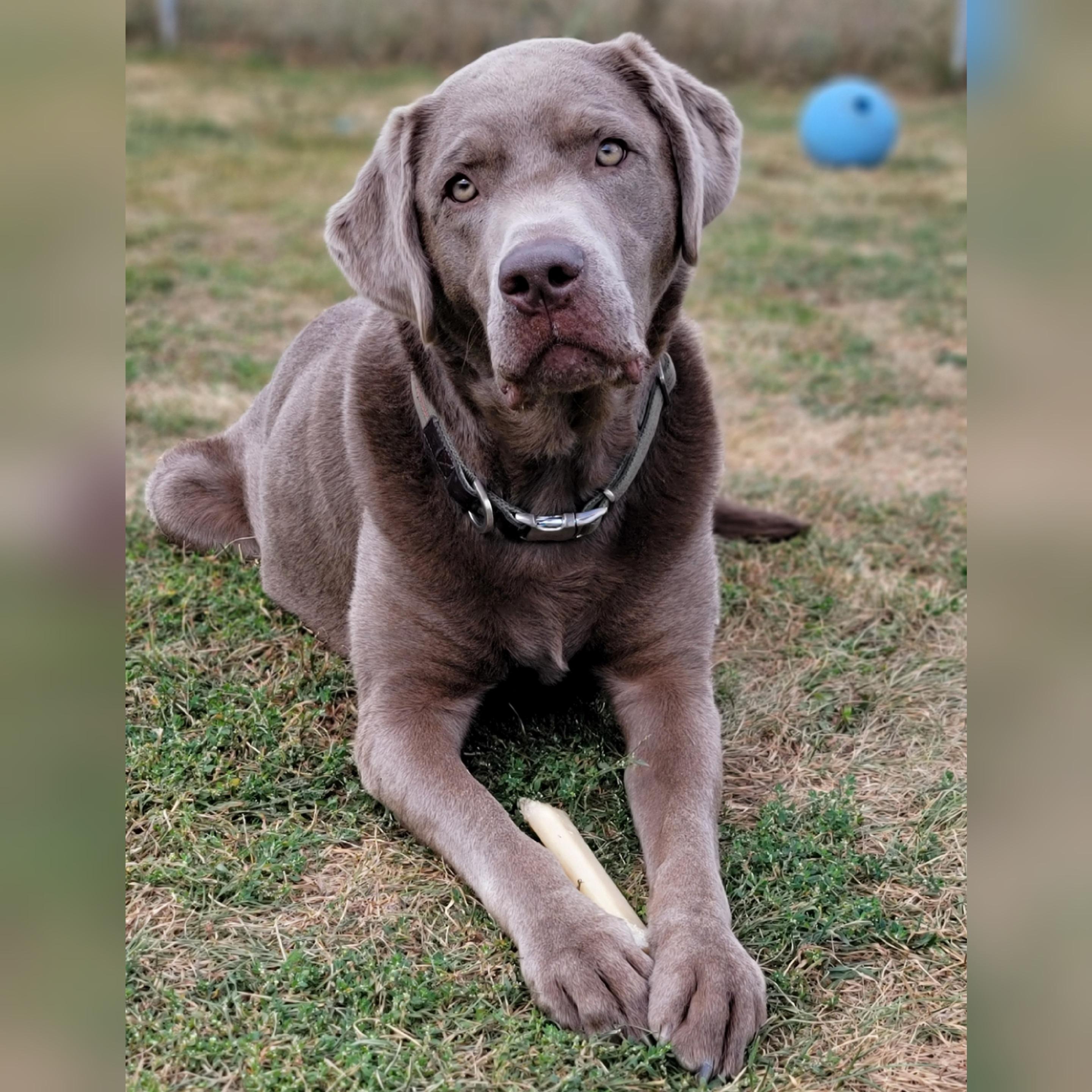 Beasley, an adoptable Labrador Retriever, Weimaraner in Hornell, NY, 14843 | Photo Image 6