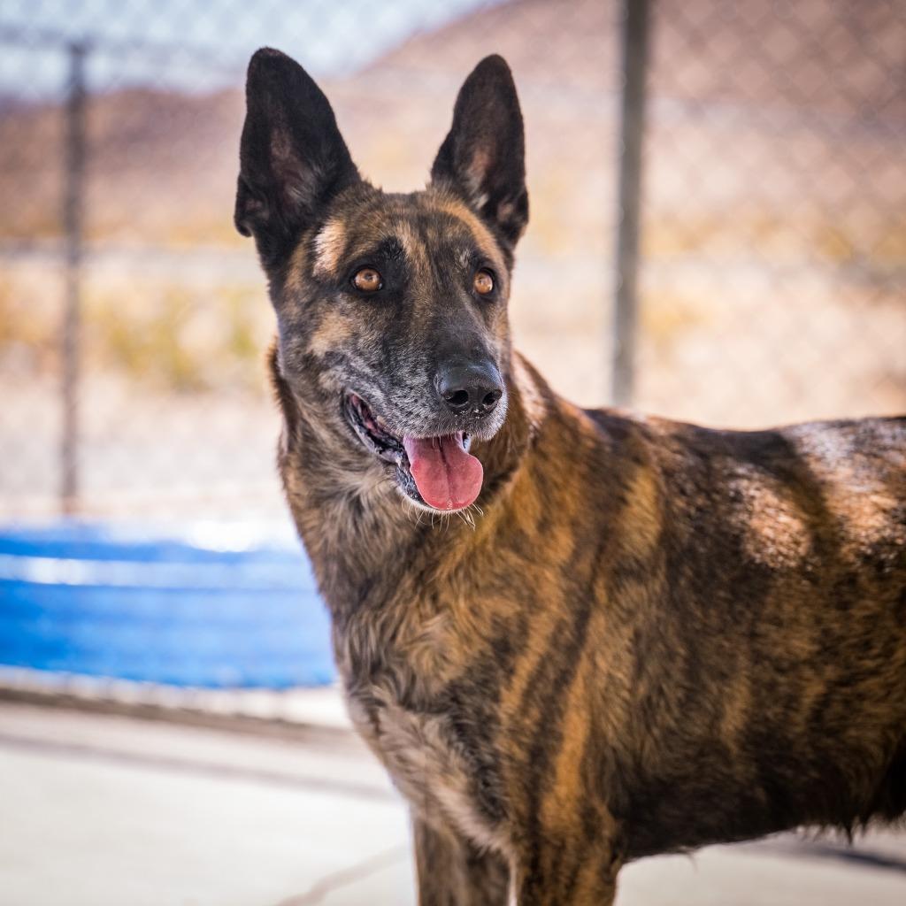 Eevie, Adoptable, Adult Female Belgian Shepherd / Malinois.
