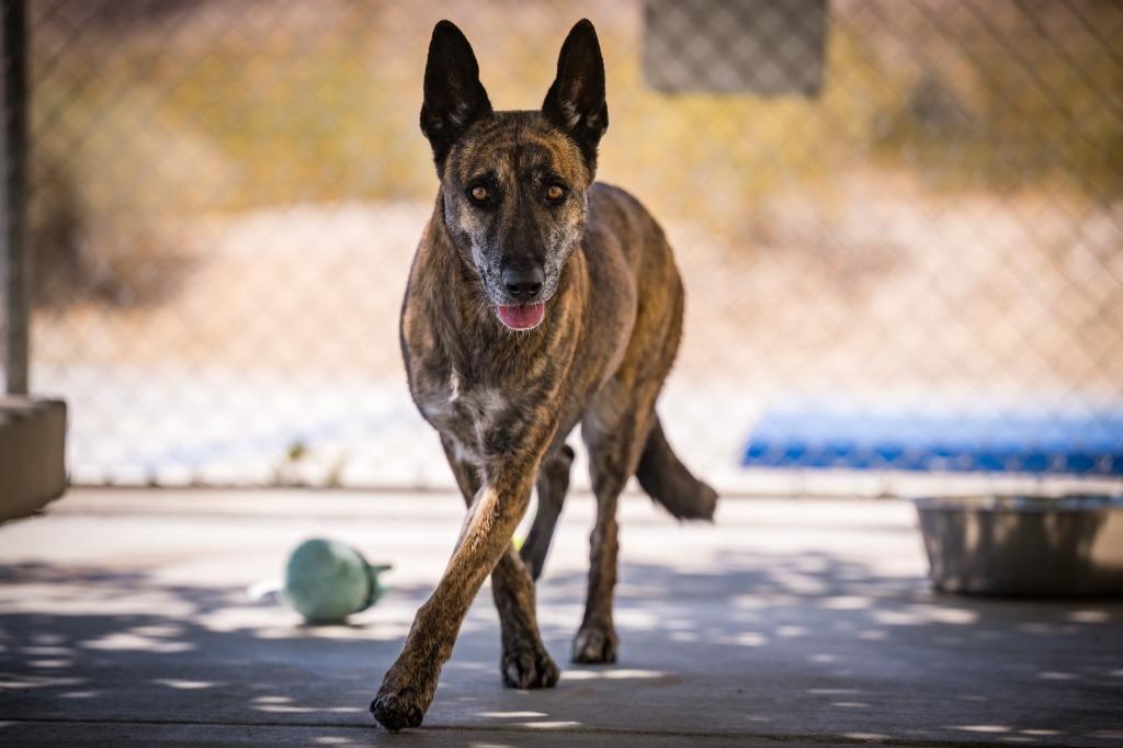 Eevie, a Adoptable Belgian Shepherd / Malinois in Twentynine Palms, CA image 2/5