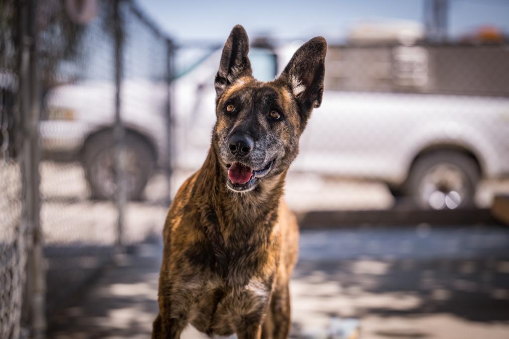 Eevie, a Adoptable Belgian Shepherd / Malinois in Twentynine Palms, CA image 3/5