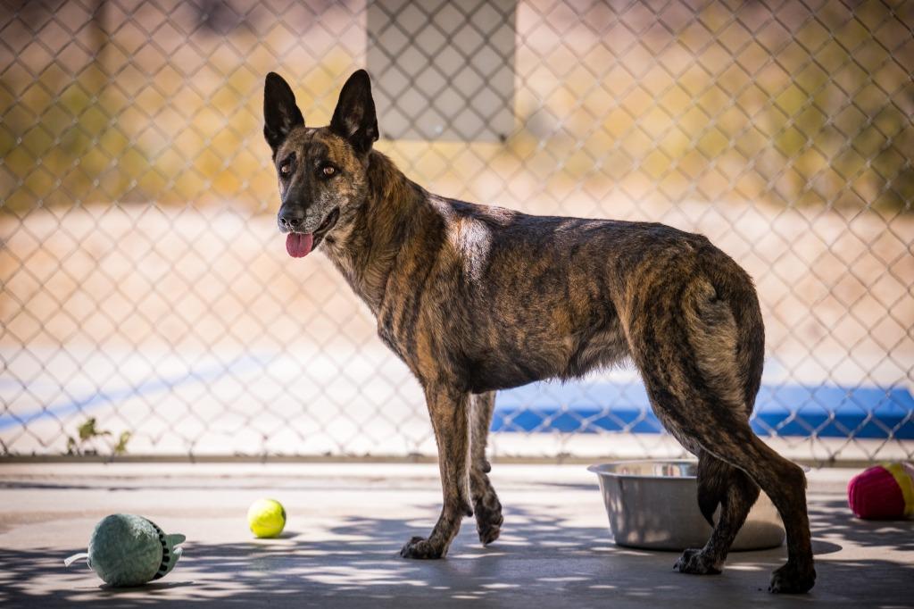 Eevie, a Adoptable Belgian Shepherd / Malinois in Twentynine Palms, CA image 4/5