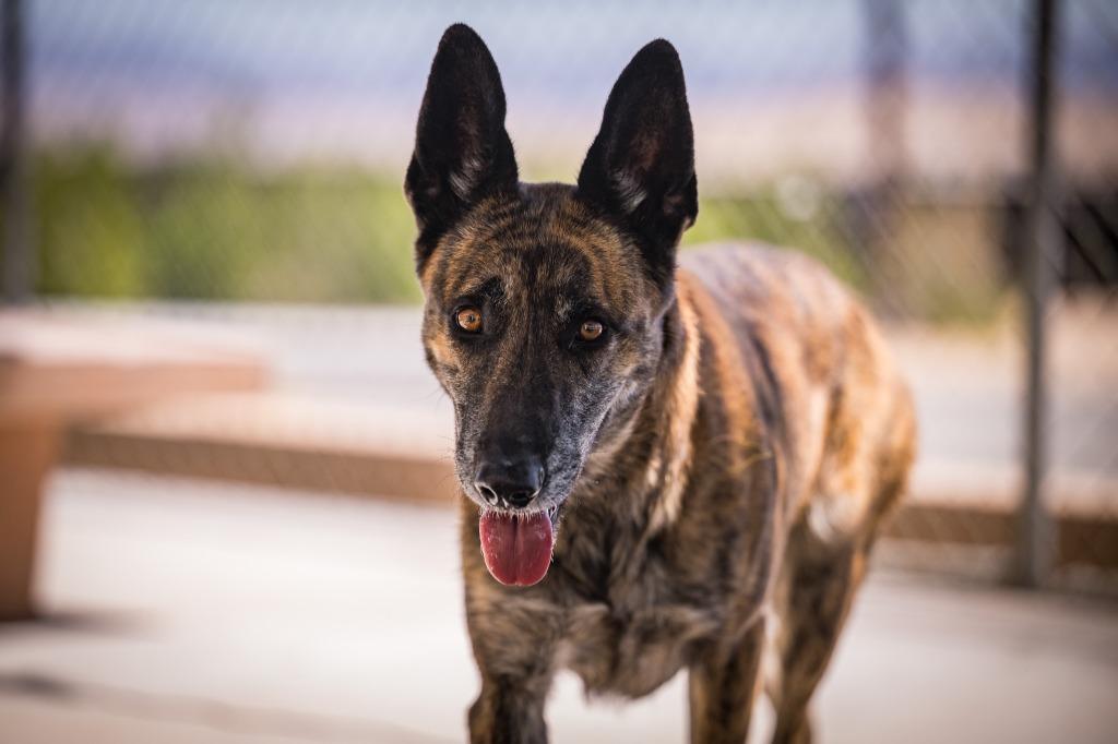 Eevie, a Adoptable Belgian Shepherd / Malinois in Twentynine Palms, CA image 5/5