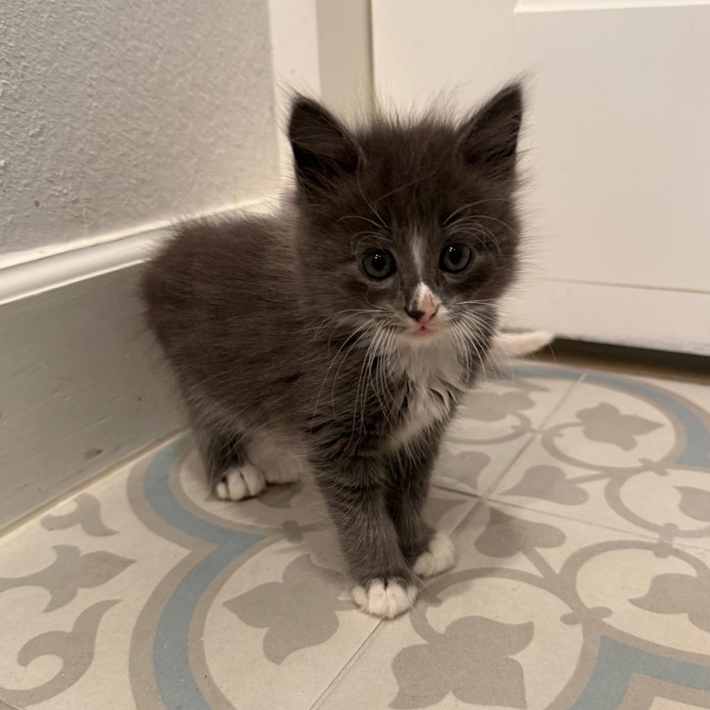 Marvin, Adoptable, Kitten Male Domestic Long Hair.