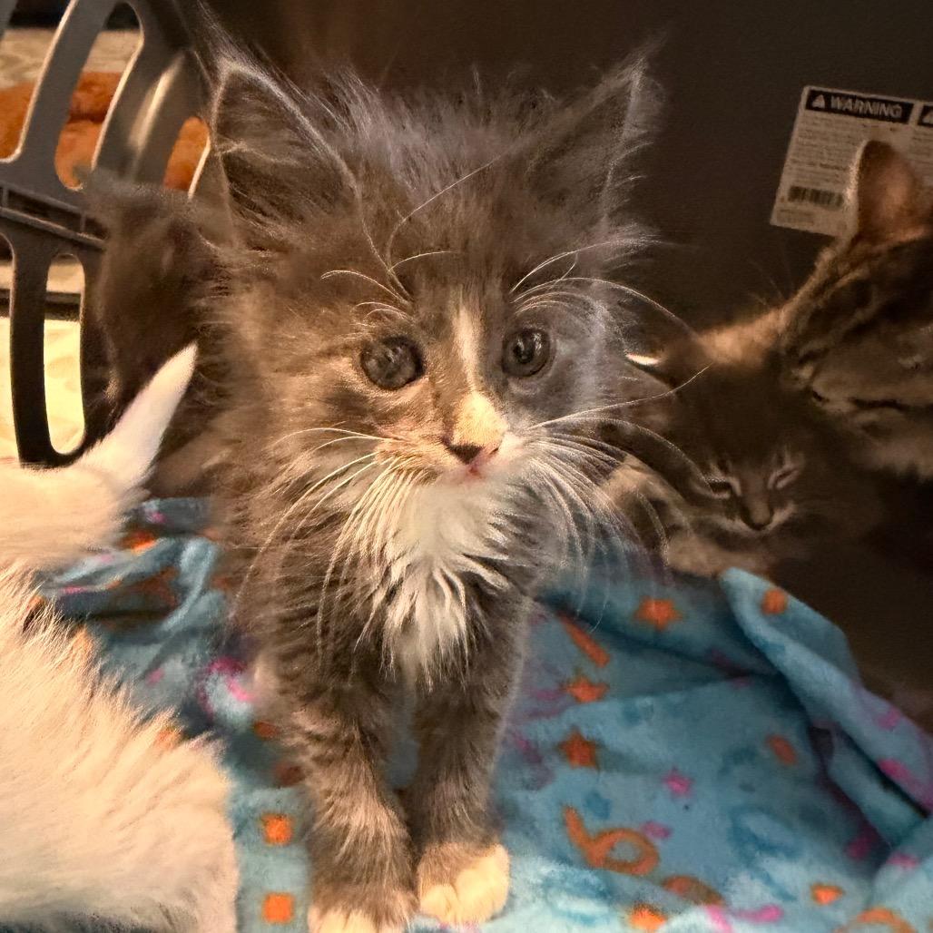 Enlarge Marvin, a Adoptable Domestic Long Hair in Missouri City, TX image 2/3