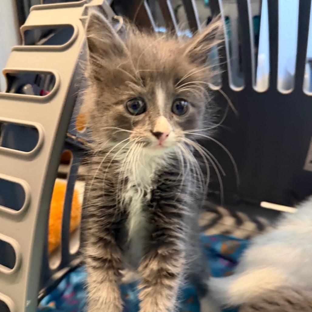 Enlarge Marvin, a Adoptable Domestic Long Hair in Missouri City, TX image 3/3