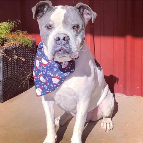 Enlarge Waldo, a Adoptable American Bulldog in Lubbock, TX image 2/3