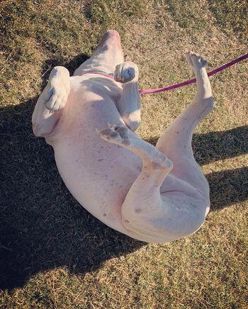 Enlarge Waldo, a Adoptable American Bulldog in Lubbock, TX image 3/3