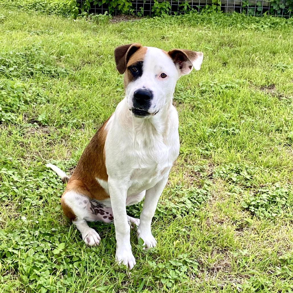 Enlarge Banjo, a Adopted mixed breed in Lockhart, TX image 1/6