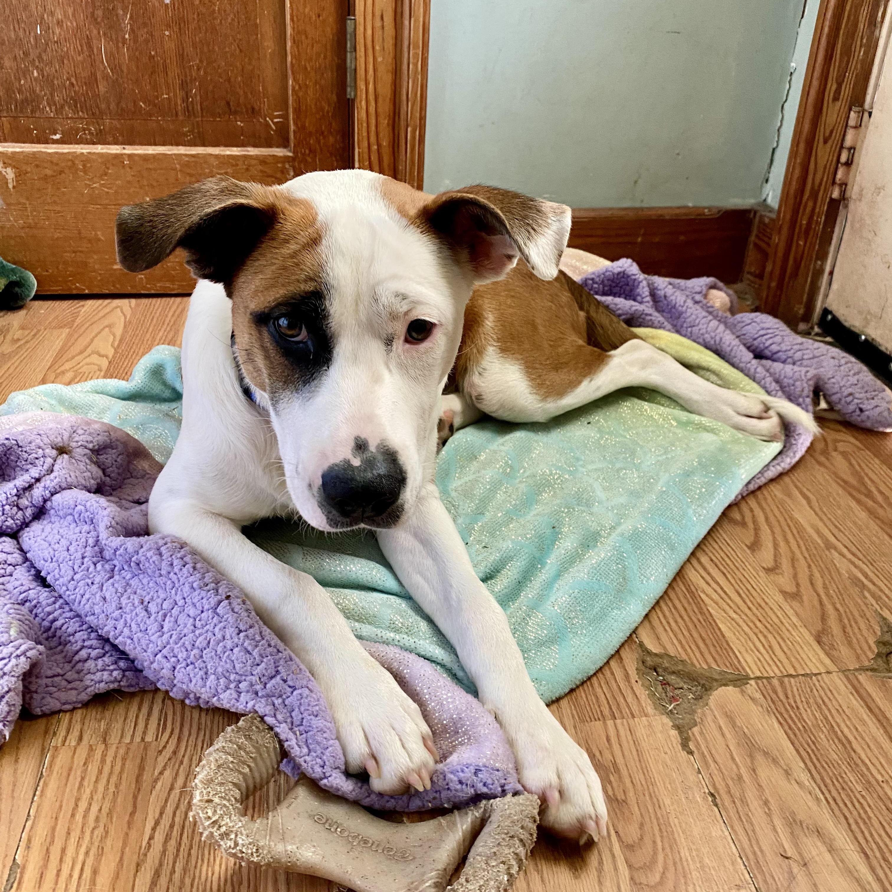 Enlarge Banjo, a Adopted mixed breed in Lockhart, TX image 2/6