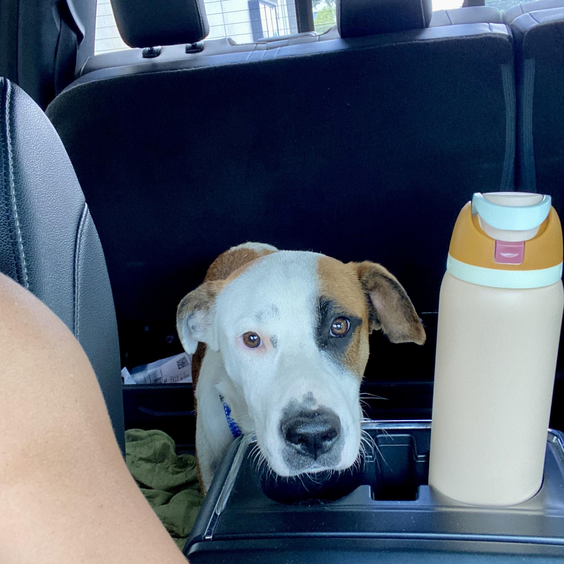 Enlarge Banjo, a Adopted mixed breed in Lockhart, TX image 5/6