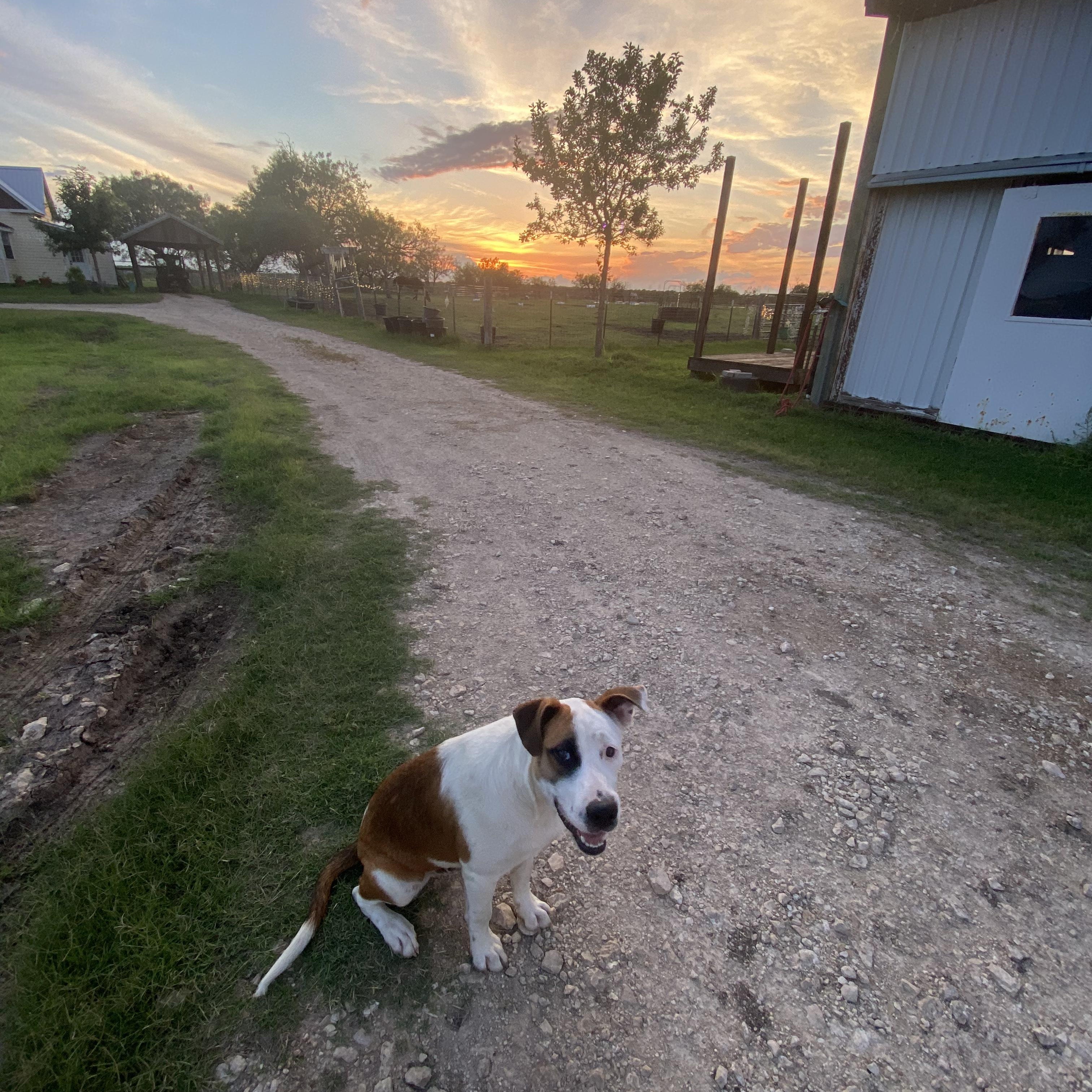 Enlarge Banjo, a Adopted mixed breed in Lockhart, TX image 6/6