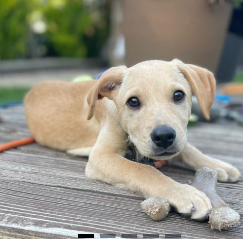 Enlarge Horace, a ADOPTABLE Mixed Breed in Homewood, IL image 1/1