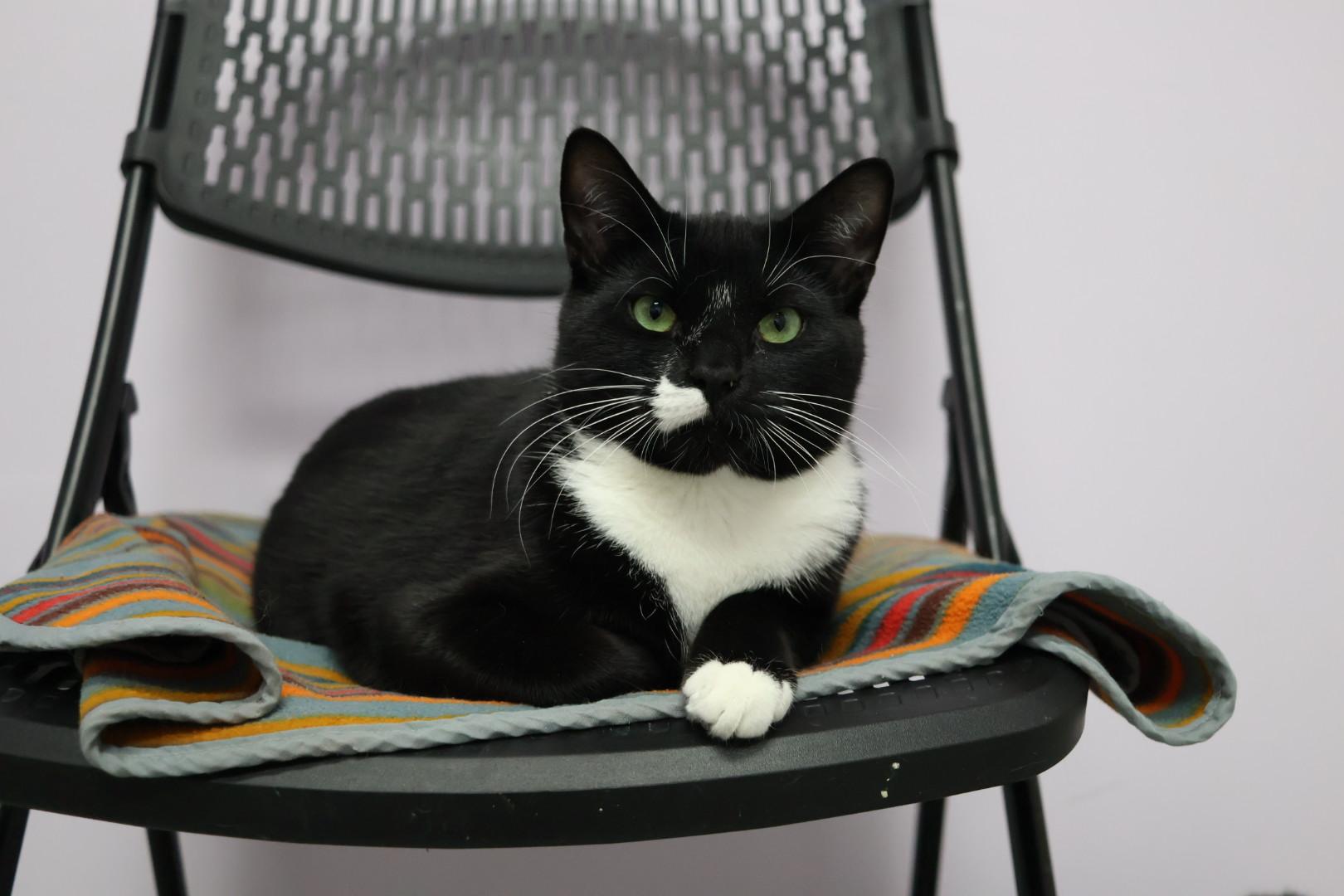 Cecil (Available w/ bonded brother, Cooper), a Adoptable mixed breed in Terryville, CT image 1/6