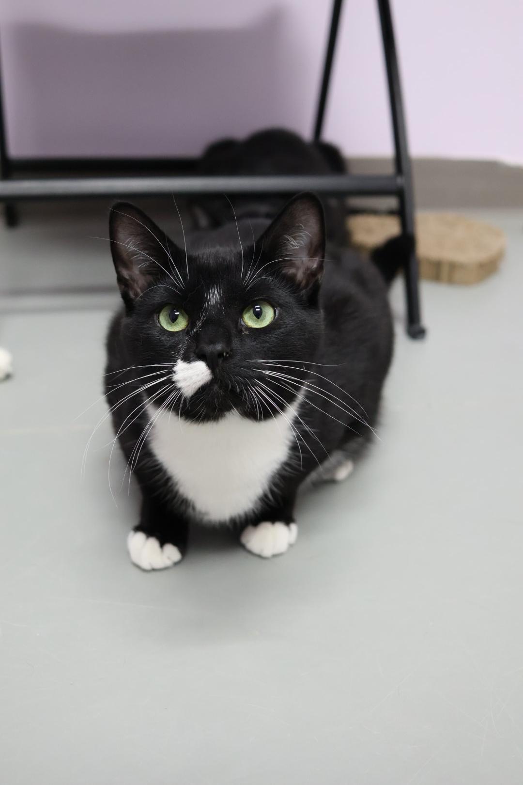 Cecil (Available w/ bonded brother, Cooper), a Adoptable mixed breed in Terryville, CT image 2/6