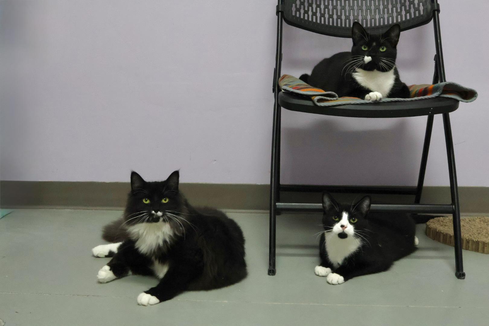 Cecil (Available w/ bonded brother, Cooper), a Adoptable mixed breed in Terryville, CT image 3/6