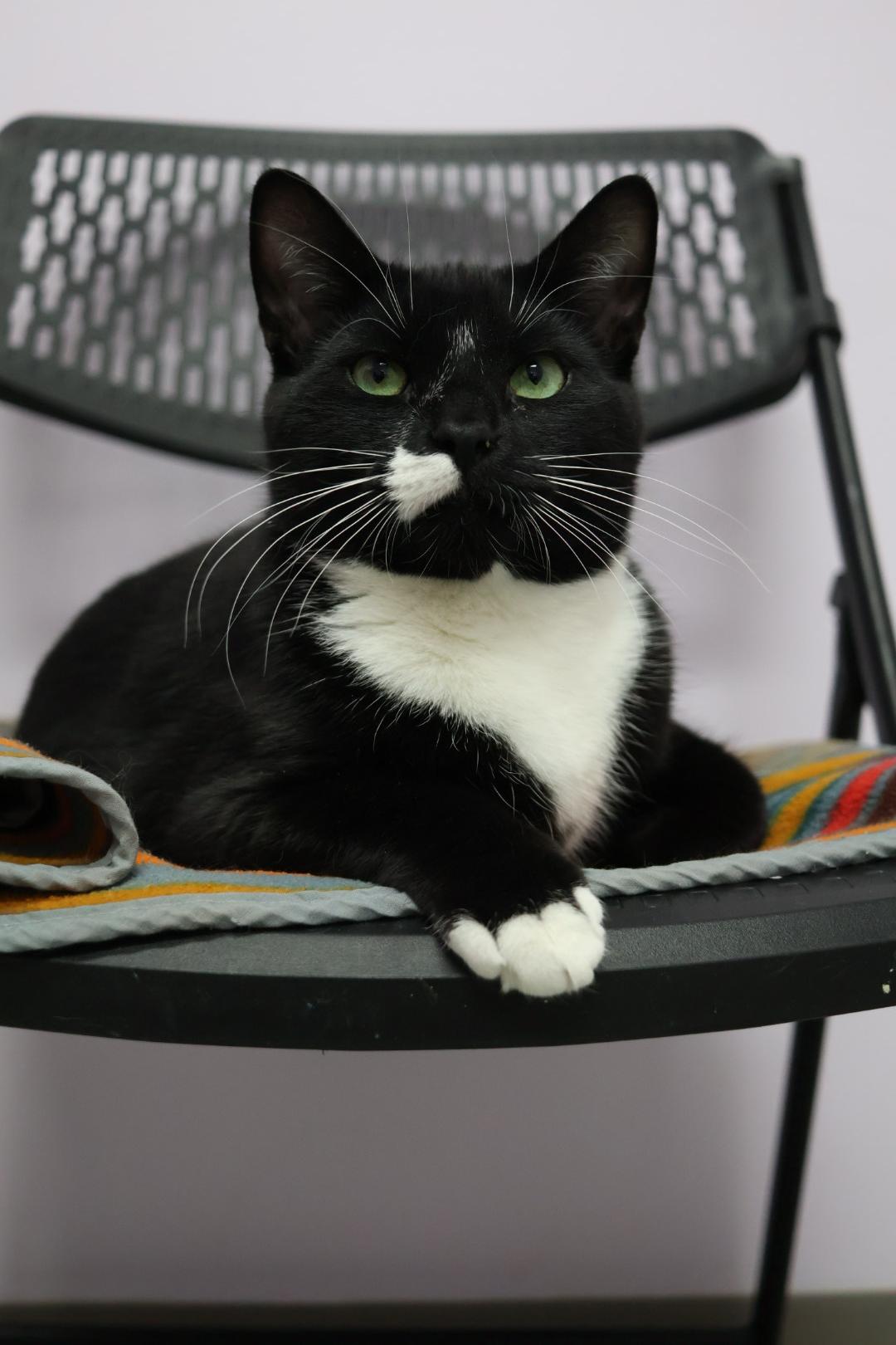 Cecil (Available w/ bonded brother, Cooper), a Adoptable mixed breed in Terryville, CT image 4/6