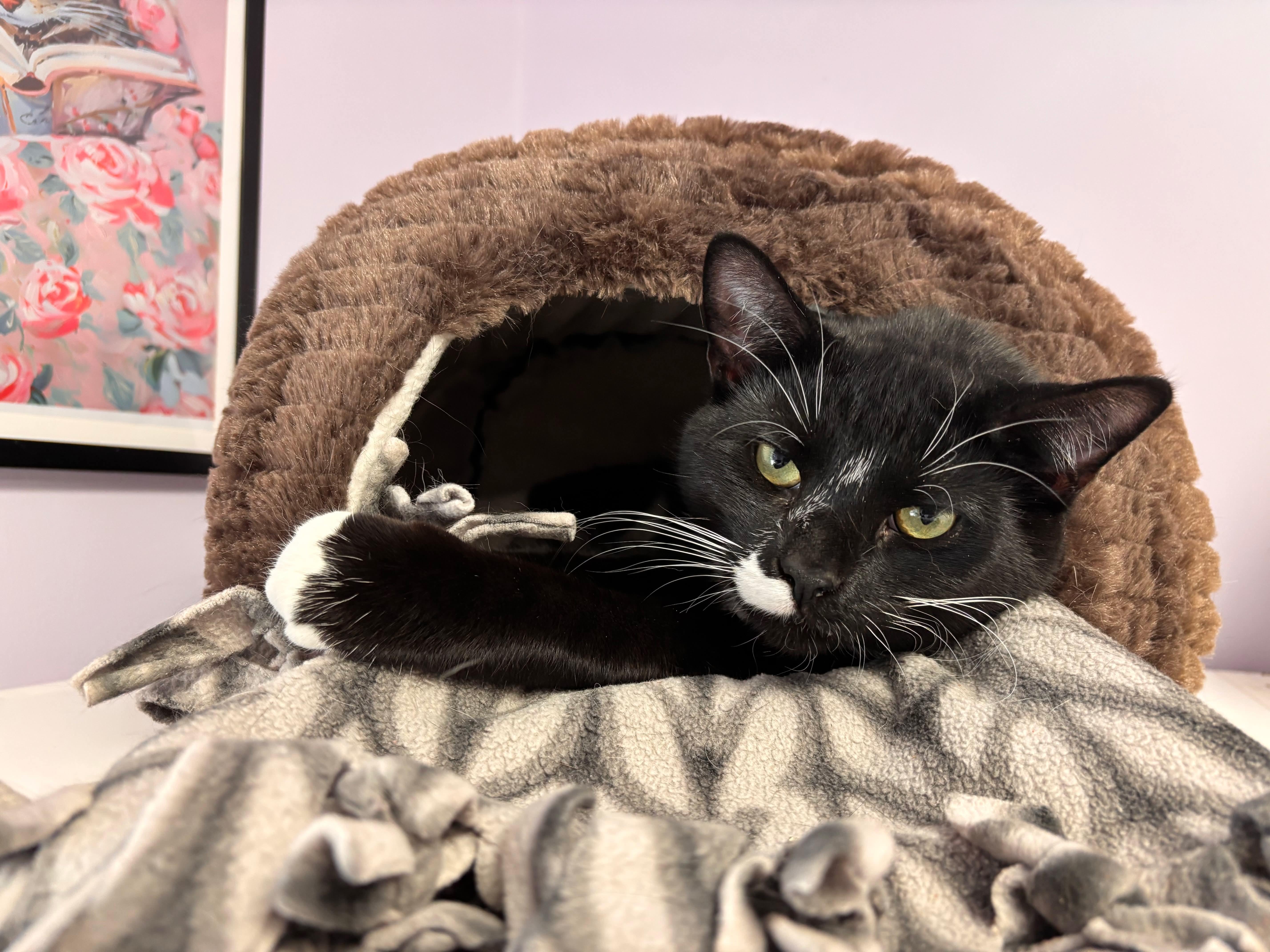 Cecil (Available w/ bonded brother, Cooper), a Adoptable mixed breed in Terryville, CT image 5/6