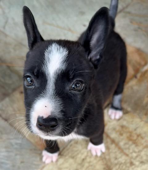 Enlarge Sadie, a Adoptable mixed breed in Littleton, CO image 3/4