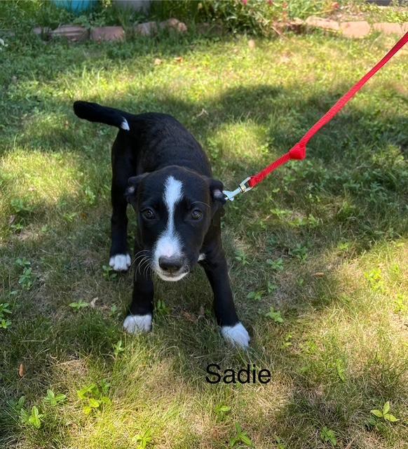 Enlarge Sadie, a Adoptable mixed breed in Littleton, CO image 2/4